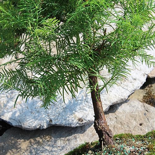 Brussel's Bonsai - Medium Live Bonsai Tree - Image 4