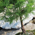 Brussel's Bonsai - Medium Live Bonsai Tree - Image 4