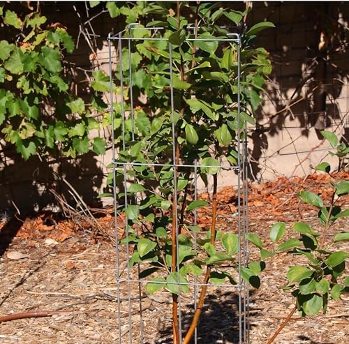 2 Pack 12x39 Inch Galvanized Folding Square Tomato Cages - Image 6