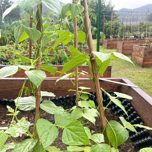 Cambaverd Bamboo Stakes, Plant Stakes 4ft, 50 Pack Bamboo Sticks for Plants - Image 6