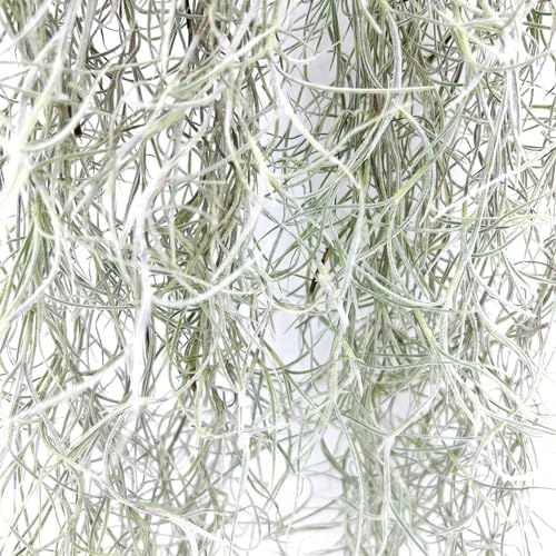 ragnaroc Tillandsia Usneoides ‘Thick-Colombian Spanish Moss’ - ragnaroc Indoor Tropical Plant 16” / 9 oz - Live Arrival Guaranteed - Live Air Plant & House Plants for Home Decor & Gift - Image 5