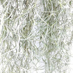 ragnaroc Tillandsia Usneoides ‘Thick-Colombian Spanish Moss’ - ragnaroc Indoor Tropical Plant 16” / 9 oz - Live Arrival Guaranteed - Live Air Plant & House Plants for Home Decor & Gift - Image 5