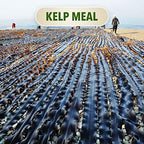 The Bud Grower | California Hot Soil Premium Kelp Meal | 6 lbs of Fine Powder 100% Organic Kelp Meal | All-in-One Grow Tent Kit's & Supplies - Image 4