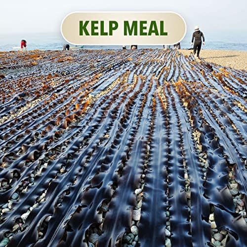 The Bud Grower | California Hot Soil Premium Kelp Meal | 6 lbs of Fine Powder 100% Organic Kelp Meal | All-in-One Grow Tent Kit's & Supplies - Image 4