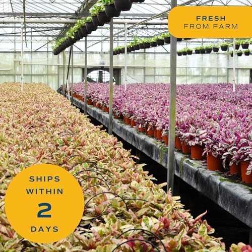 Costa Farms Lucky Bamboo Plant, Easy to Grow Live Houseplant in Indoor Bamboo Pot, Potting Mix, Grower's Choice, Birthday Gift, Home, Office, Plant Shelf Zen Room Decor, 12-Inches Tall - Image 6