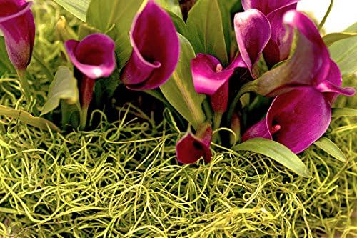SuperMoss (27012) Spanish Moss Preserved, Chartreuse, 3lbs - Image 2