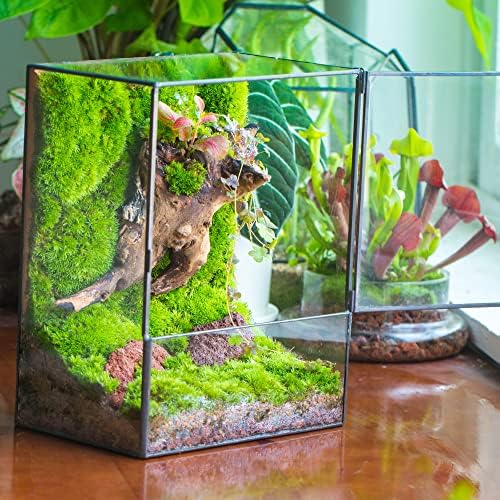 NCYP Close Glass Terrarium with Door - 7.8 x 5.1 x 9.8 Inches Landscape Clear Glass Planter for Small Tropical Plants, Moss Wall - Indoor Tabletop Centerpiece, Garden Decor (Terrarium Only) - Image 3