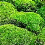 Preserved Pole Moss Pillow Bun Cushion Natural Green Decorative Real Natural Green DIY Kit Terrariums Gardenning Art Wall Decor Florist Decor Easter Table Decor Wedding(13.5 sq.ft., Green-B) - Image 6