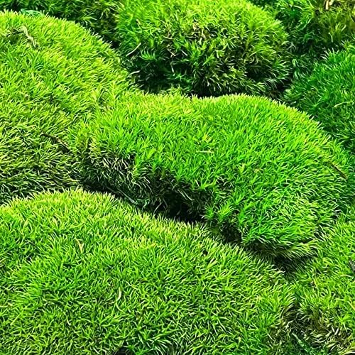 Preserved Pole Moss Pillow Bun Cushion Natural Green Decorative Real Natural Green DIY Kit Terrariu7r Table Decor Wedding (10.5 sq.ft., Green-B) - Image 6