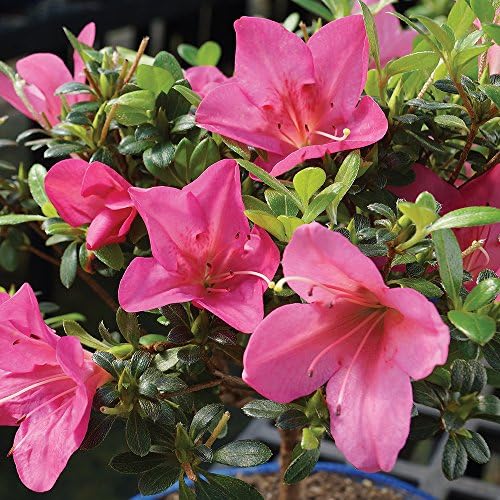 Brussel's Bonsai - Medium Satsuki Azalea Live Bonsai Tree - Image 5