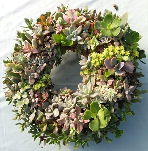 9" Sphagnum Moss Living Wreath Round, Natural-Organic Original - 6 Wreaths Value Combo - Image 3
