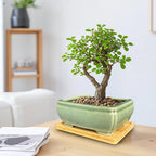MUZHI 2pcs Green Ceramic Bonsai Planter Pots with Bamboo Tray 6.2 “ & 5.3”, Rectangular Glazed Bonsai & Succulent Cactus Starter Pot with Drainage Ice Crack Design (2 Crackle Glazed 6") - Image 6