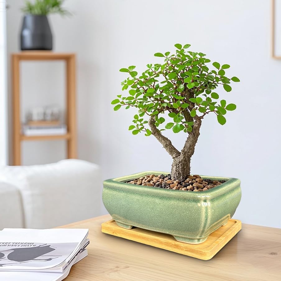 MUZHI 2pcs Green Ceramic Bonsai Planter Pots with Bamboo Tray 6.2 “ & 5.3”, Rectangular Glazed Bonsai & Succulent Cactus Starter Pot with Drainage Ice Crack Design (2 Crackle Glazed 6") - Image 6