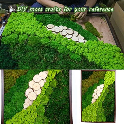 1.5 Sq. Ft. Preserved Moss Pole Decorative Moss for Crafts, Art, Wall Decor,Yellow Green Moss - Image 4