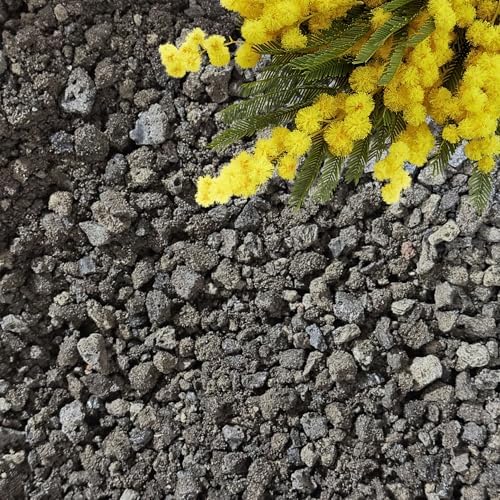GARDENWISE Lava Rocks for Plants (3/8’’ Minus), Natural Black Lava Rocks, Succulent & Terrarium Horticultural Volcanic Rock, Ideal Drainage for Potted Plants, Made in USA (5 qts - 9 lbs) by GARDENWISE