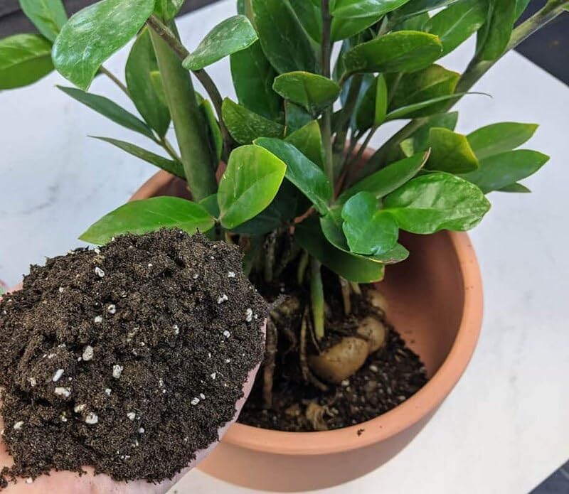 Organic Zamioculcas Plant Soil Mix by Gardenera - Cultivate Elegance Excellence with Natural and Nutrient-Rich Formula - 5 Quart - Image 4