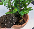 Organic Zamioculcas Plant Soil Mix by Gardenera - Cultivate Elegance Excellence with Natural and Nutrient-Rich Formula - 5 Quart - Image 4
