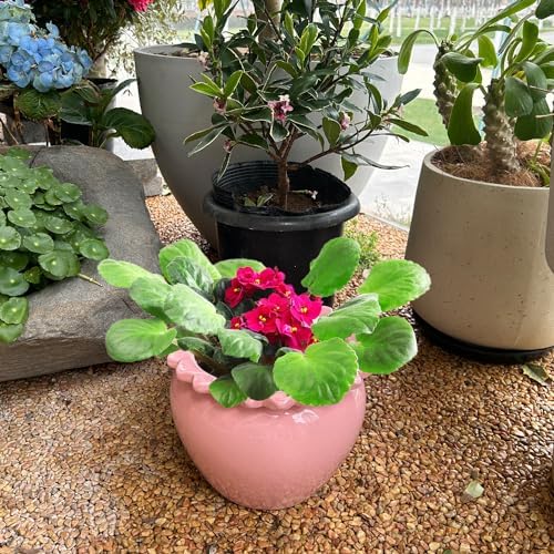 8in Pink Ceramic Self Watering Planter - Terracotta Maintenance Plant Seeder for Indoor African Violet Plants - Image 7