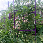 NO Splicing - 5ft Tall Tomato Cage 6-Pack Large Tomato Stakes Garden Plant Stakes Climbing Suports, 40 Clips and Plant Ties Include, Purple - Image 4