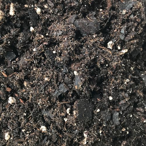 Aglaonema Growing Soil Mix – 2 Quarts - Custom Soil Blend – Potting Mix for Aglaonema Plants – Specially Developed by and for Professional Nursery Growers - Nutrient-Rich Formula - Image 3