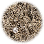 Premium Natural Spanish Moss | Natural Preserved - 20 Quart - Great Ground Cover - Filler for Potted Plants (4 Bags of 5 Quart) - Image 5