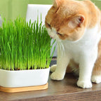 Gardenera Cat Grass Growing Medium - Provide Your Cat with a Fun and Healthy Source of Greens - 10 QUARTS - Image 3