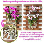 ShopLaLa Wall Planters (40cm, 4 Pack) Wooden Hanging Planter for Air Plants - Image 5