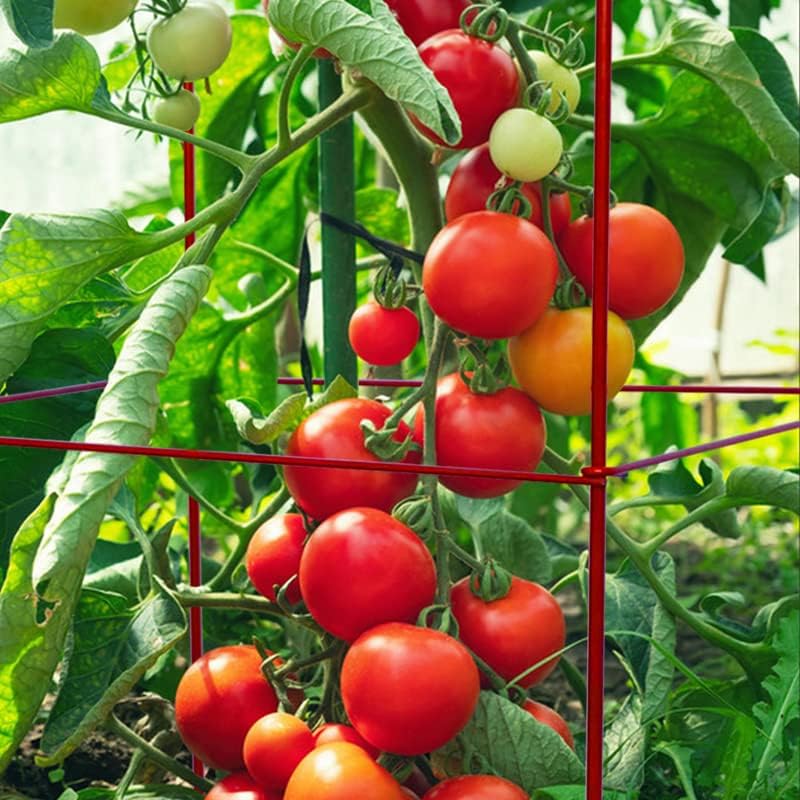 6-Pack 46inch Metal Tomato Cage for Garden Plant Support - Image 4