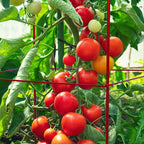 6-Pack 46inch Metal Tomato Cage for Garden Plant Support - Image 4