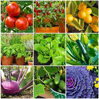 The Old Farmer's Almanac Tomato & Vegetable Plant Food Mini Spikes - NPK 6-4-6 for Continuous Feeding and Bountiful Harvests (72 Mini Spikes) - Image 3