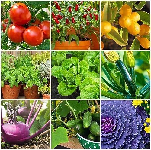 The Old Farmer's Almanac Tomato & Vegetable Plant Food Mini Spikes - NPK 6-4-6 for Continuous Feeding and Bountiful Harvests (72 Mini Spikes) - Image 3