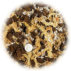 Premium Sphagnum Moss, Perlite and New Zealand Pine Bark Blend for Carnivorous Plants - 10 Quart - Perfect for Venus Fly Traps, Pitcher Plants, Sarracenia, Butterworts, and Sundews by GARDENERA - Image 3