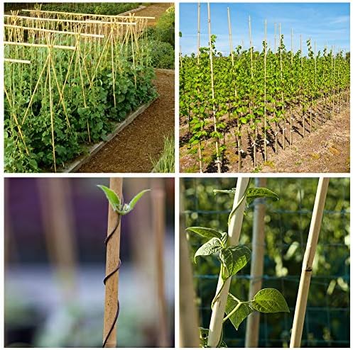 Mininfa Natural Bamboo Stakes 57 Inch (Approx 5 FEET), Eco-Friendly Garden Stakes, Plant Stakes Supports Climbing for Tomatoes, Trees, Beans, 20 Pack - Image 6
