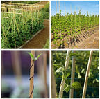 Mininfa Natural Bamboo Stakes 6 Feet, Eco-Friendly Garden Stakes, Plant Stakes Supports Climbing for Tomatoes, Trees, Beans, 20 Pack - Image 6