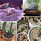 15lb Mix Horticultural Lava Rock Pebbles Pumice Potting Soil Amendment Succulent Cactus Bonsai Gritty Rock Decorative Gravel Plant Drainage Volcanic Rock for Aquarium Fairy Gardening Top Dressing - Image 4