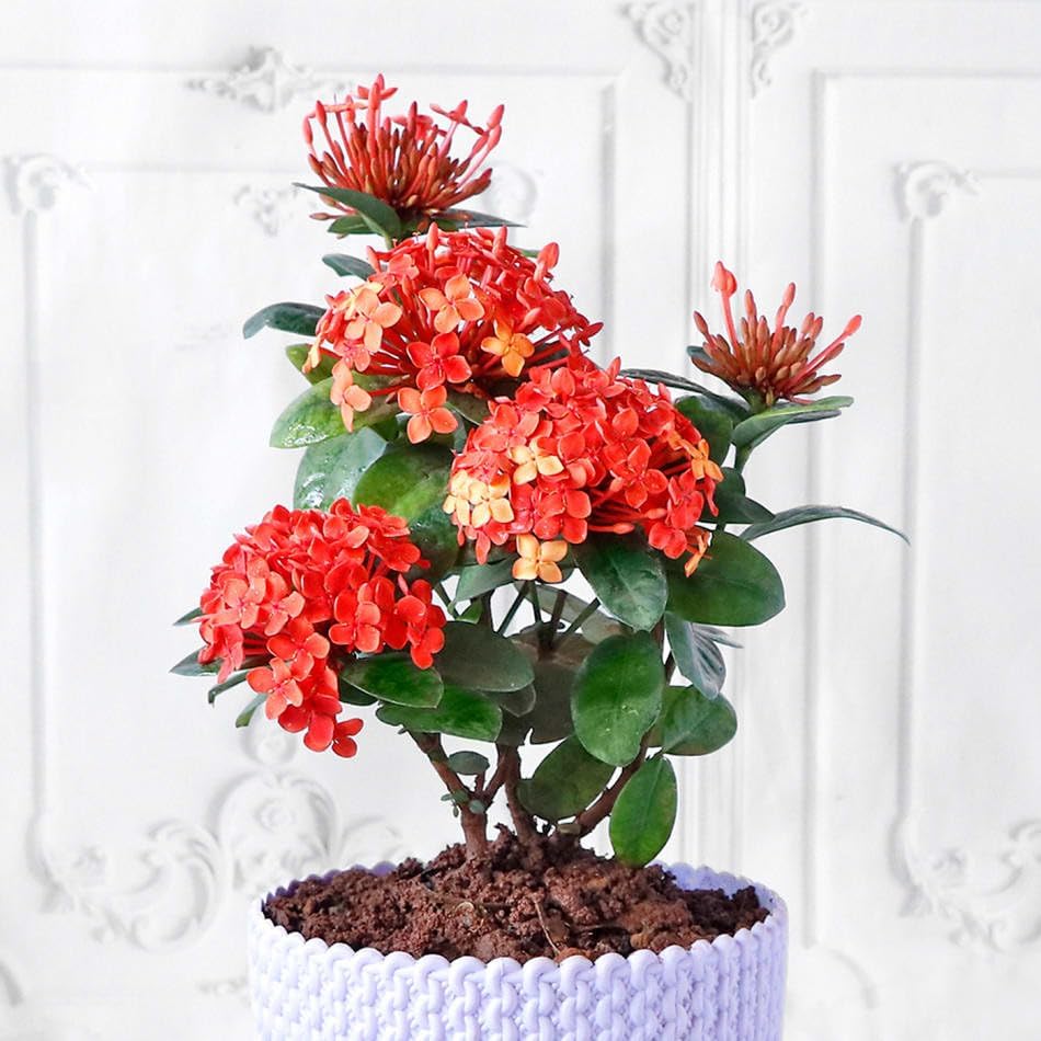Gardenera Ixora Plant Potting Soil - All-Natural Blend for Thriving Ixora Plants - Boosts Root Health and Vibrant Blossoms - 10 Quart - Image 2