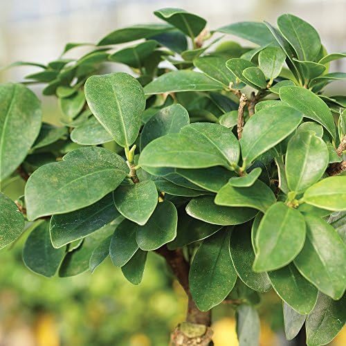 Brussel's Bonsai - Medium Ficus Live Bonsai Tree, Potted Indoor Plant - Image 3