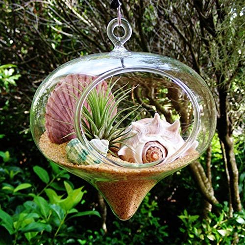WGV Glass Hanging Plant Terrarium Bulk, Width 5", Height 5.5", Turnip DIY Succulent Air Planter Clear Tea Light Votive Candle Holder for Event Home Garden Outdoor Decor, 6 Pieces - Image 4