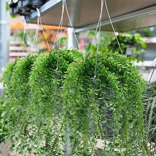 Tioncy 50 Pcs Plastic Hanging Baskets Planter Hanging Pot, White, 6.5 Inch - Image 6