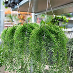Tioncy 50 Pcs Plastic Hanging Baskets Planter Hanging Pot, White, 6.5 Inch - Image 6