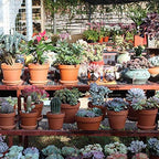 Yishang Large Terra Cotta Pots with Saucer- 4-Pack Large 6.3'' Orchid pots with Holes,Clay Ceramic Flower Pot Planters with Tray for Indoor, Outdoor Plant, Succulent Display - Image 6
