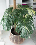 Premium Thai Constellation Monstera Soil Mix - Trusted by Experts for Strong and Healthy Plants by Gardenera - 20 Quart (4 Bags of 5 Quart) - Image 5
