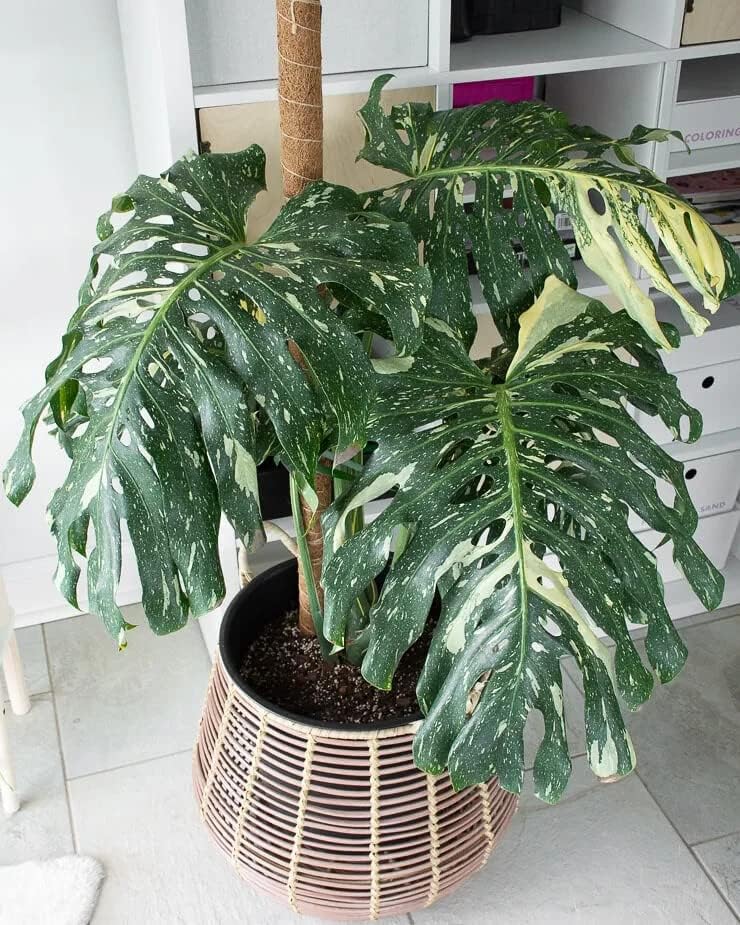 GARDENERA Thai Constellation Monstera Planting Mix - Promotes Steady Growth and Healthy Leaves - 10 Quart (2 Bags of 5 Quart) - Image 5