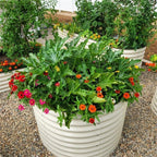Vego garden 32" Tall 42" Round Raised Garden Bed Raised Bed Planter Box for Vegetables Flowers Patio-Pearl White - Image 6