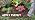 Miracle-Gro Shake 'N Feed Rose & Bloom Plant Food, 4.5 lb - Image 7