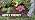 Miracle-Gro Shake 'N Feed All Purpose Plant Food, 8 lb. - Image 7