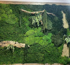 Bulk Wholesale Preserved Sheet Moss Sheet Moss Bun Moss Cushion Moss Natural Green Decorative Real Terrariums(10 sq.ft.) (Green-B) - Image 4