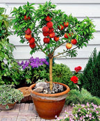Gardenera Premium Peach Potting Soil Mix - Optimal Nutrient-Rich Blend for Thriving and Juicy Peaches - 20 Quart - Image 2