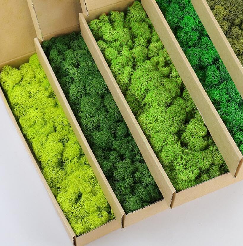 Preserved Reindeer Moss Natural Green DIY Kit Gardenning Art Wall Decor Florist Decor Easter Table Decor Wedding - Image 2